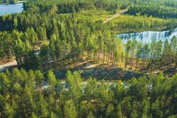 Pond of Taivallampi in Ilomantsi.