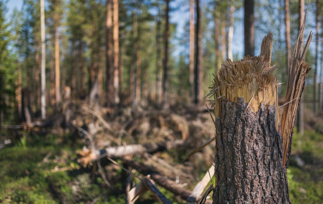 Räjäytettyjä puita