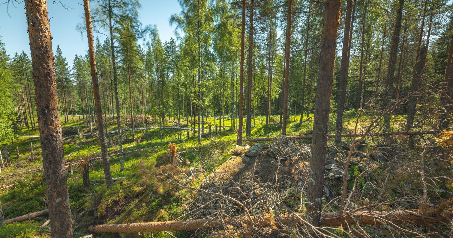 Restored wartime landscape in Ilomantsi Finland