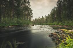 Fluss Koitajoki in Ilomantsi, Finnland.
