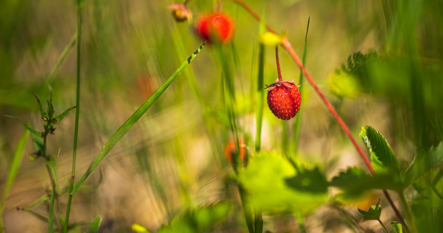 Wilde Erdbeeren in Ilomantsi.