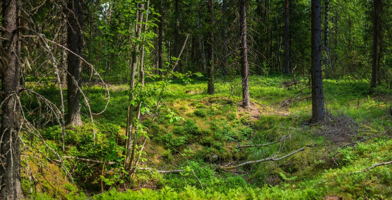 Remnants of Russian trenches during the Winter War in Parissavaara, Finland