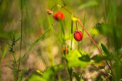 Wilde Erdbeeren in Ilomantsi.