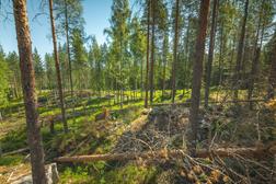 Restored wartime landscape in Ilomantsi Finland