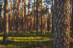 Tervaruukki terrain in Ilomantsi Finland.
