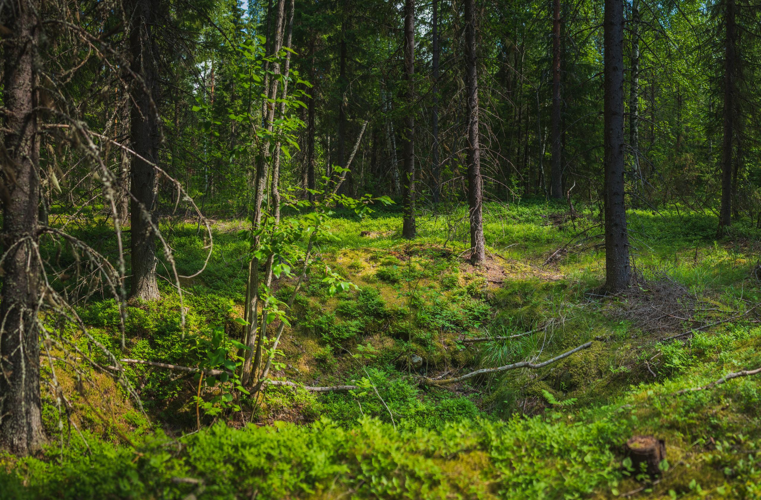 Ven&auml;l&auml;isten majoituskaivantojen pohjia Parissavaarassa.