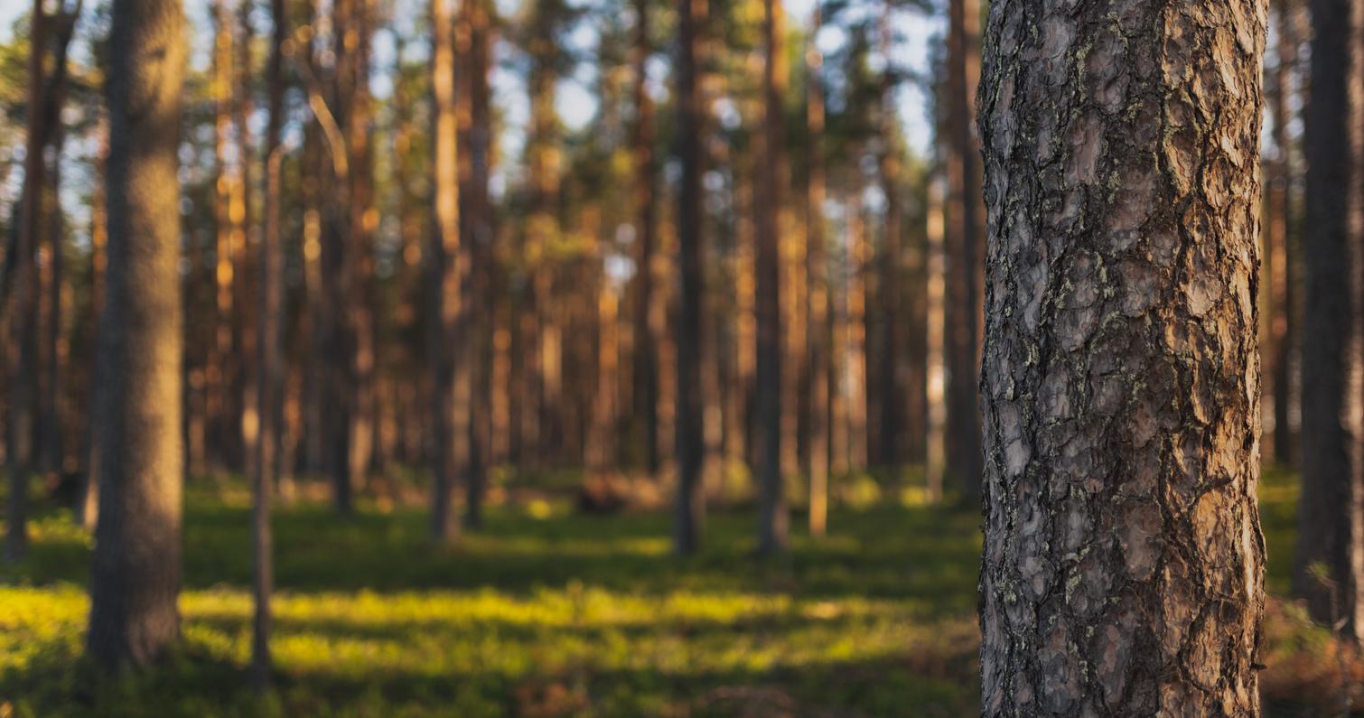 Tervaruukki terrain in Ilomantsi Finland.